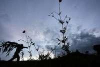 El sustento de la vida